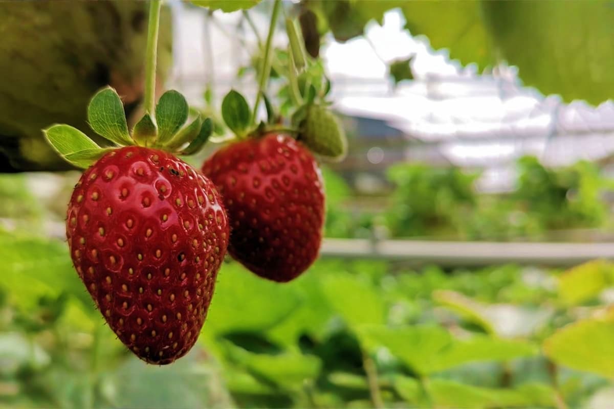 Ripe red strawberries hanging on vine with green leaves in Cameron Highlands plantation greenhouse