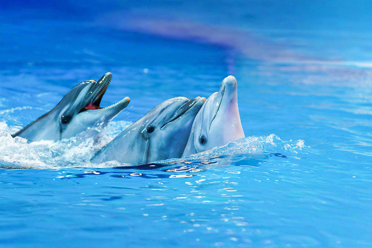 Dubai Dolphinarium Tickets Three dolphins swimming and jumping in bright blue water at an aquarium facility