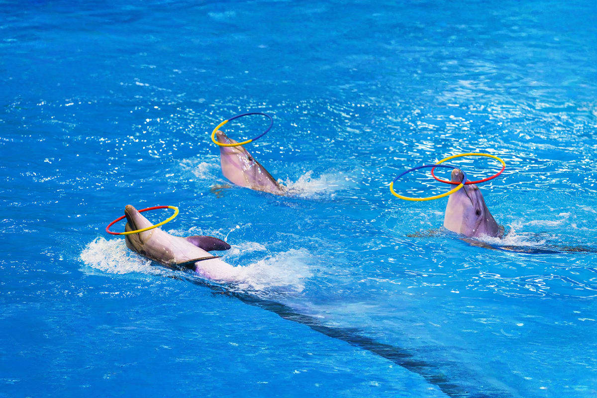 Dubai Dolphinarium Tickets Three dolphins performing with colorful hoops in bright blue pool water at Dubai Dolphinarium