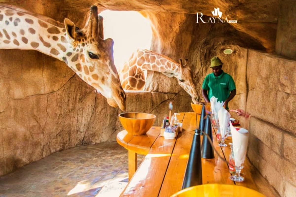 Zookeeper in green uniform with giraffes at indoor cave enclosure with orange furniture at Emirates Park Zoo