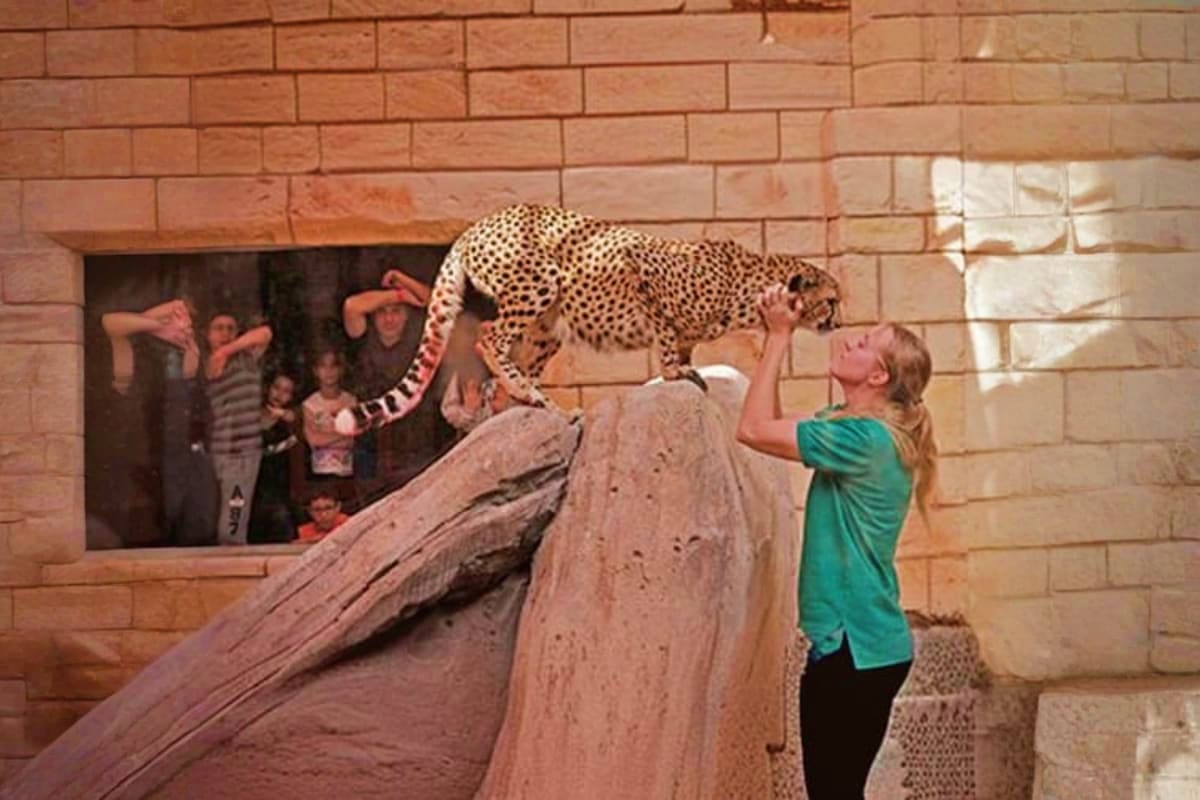 Emirates Park Zoo Child touching leopard during interactive wildlife encounter at Emirates Park Zoo with spectators watching from brick buildin