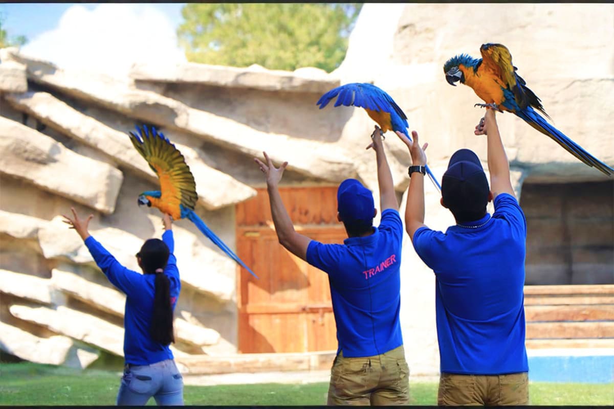 Emirates Park Zoo Three animal trainers in blue uniforms holding colorful macaws at Emirates Park Zoo with stone structures in background
