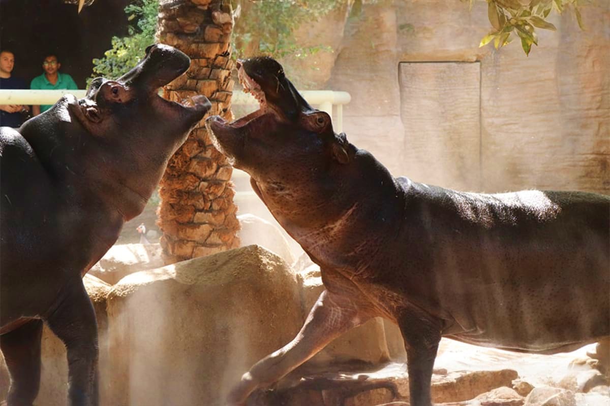 Two hippopotamuses with mouths open near a palm tree trunk at Emirates Park Zoo, with visitors watching in background