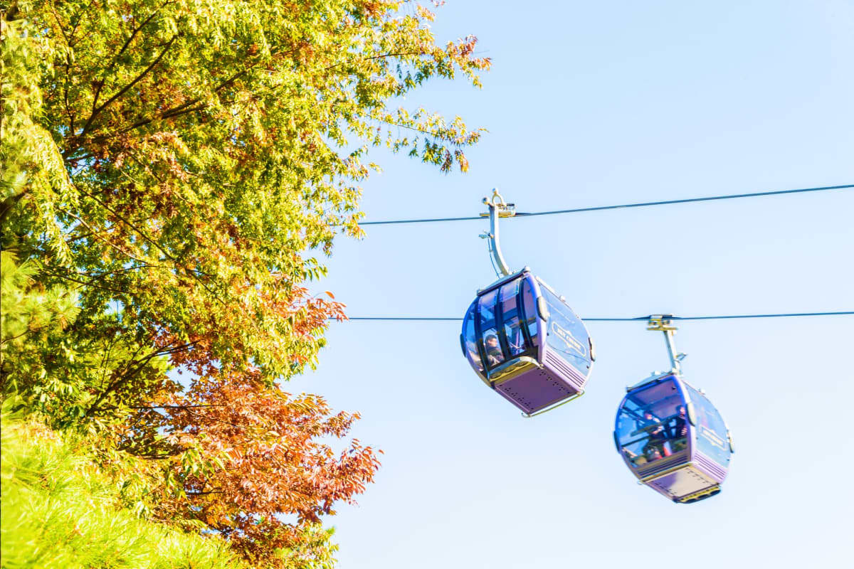 Blue cable car cabins suspended on wires above autumn foliage trees with clear sky background