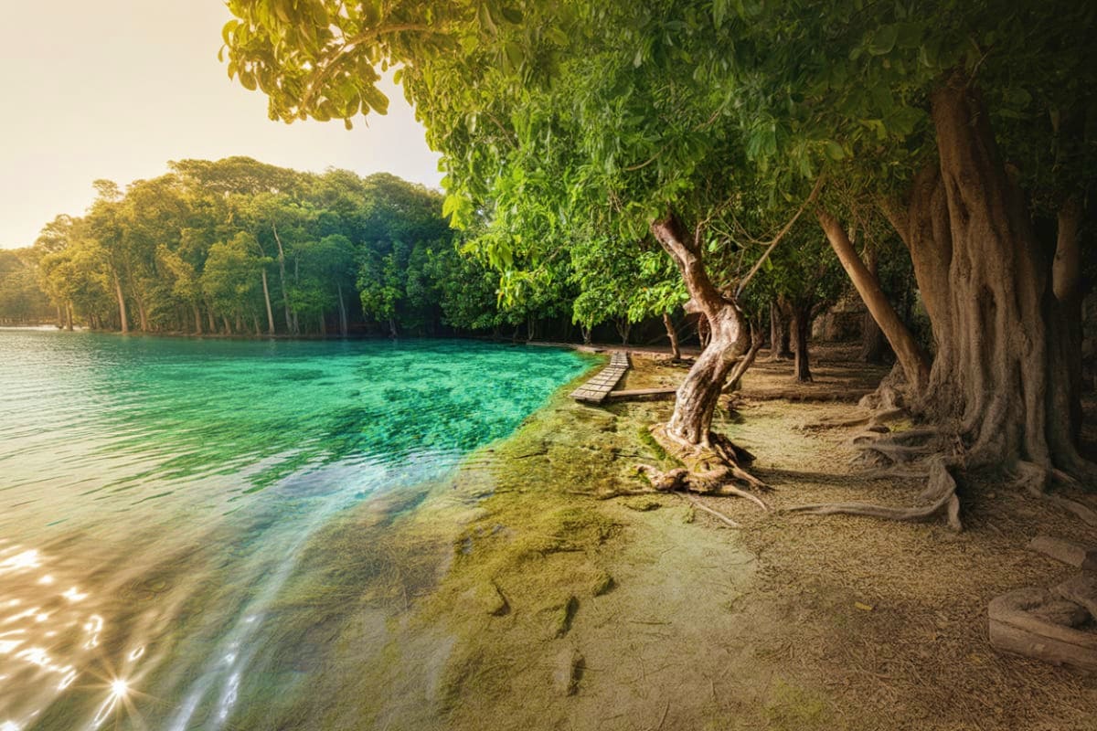 Tropical beach cove with turquoise water, sandy shoreline, and dense mangrove forest with gnarled tree roots in Krabi, Thaila