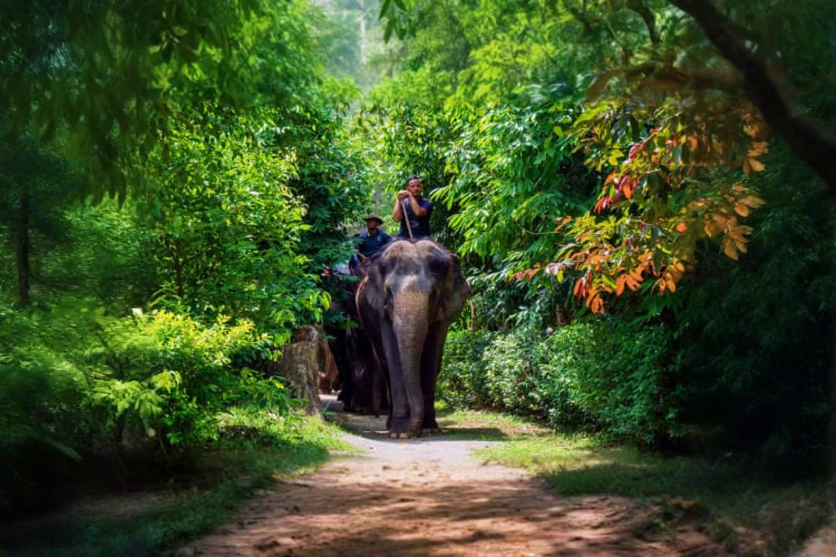 Mahout and tourists riding an elephant through a lush green forest tunnel on a dirt path during jungle trek