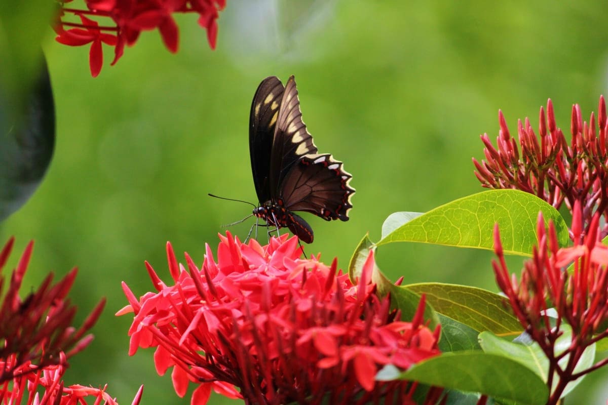 Black swallowtail butterfly perched on bright red cluster flowers with green foliage in background