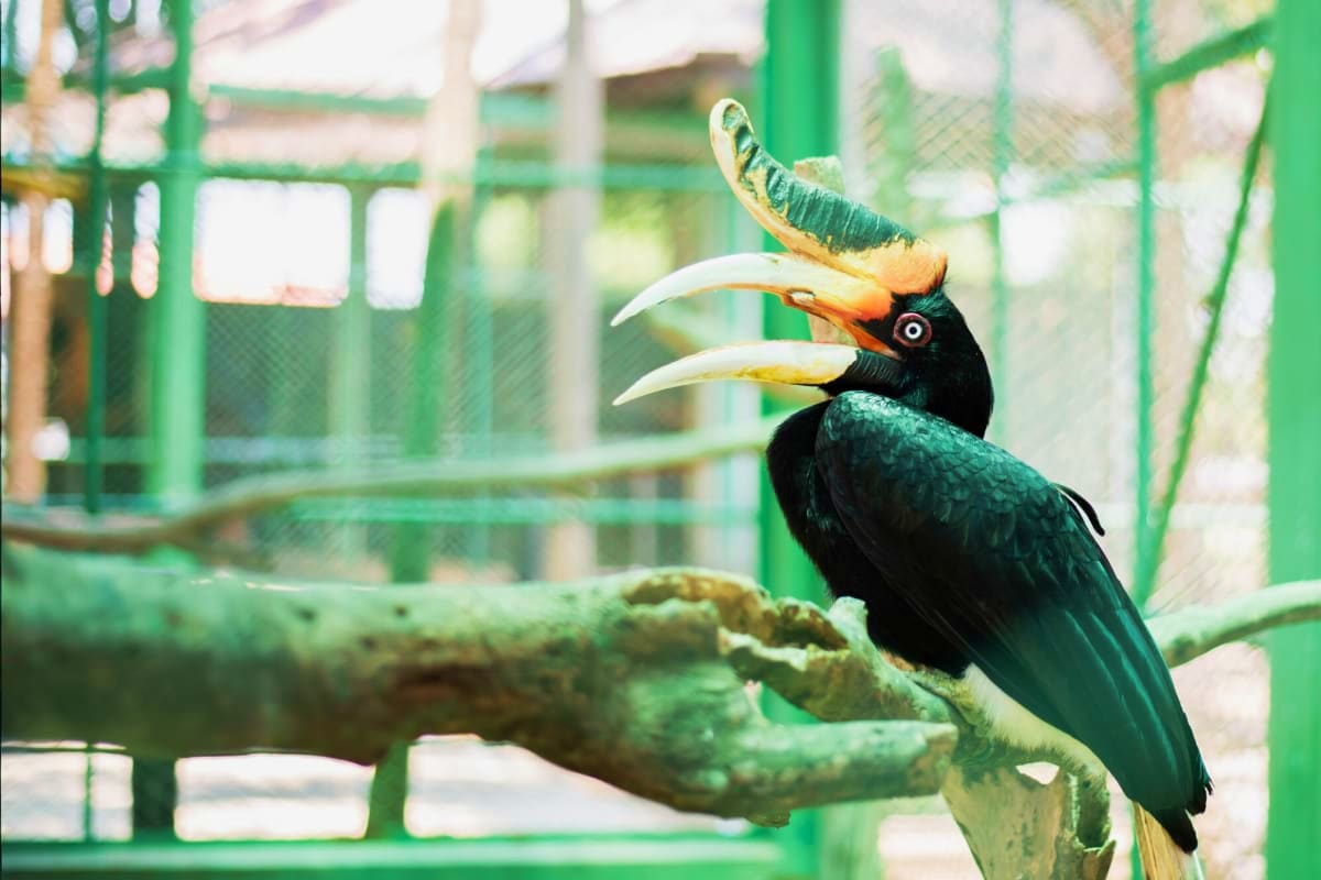 Black hornbill bird with curved yellow beaks perched on branch inside green enclosure at Kuala Lumpur Bird Park
