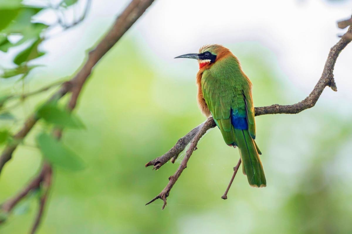 Colorful bee-eater bird with green wings, orange head, and blue markings perched on a branch in natural setting