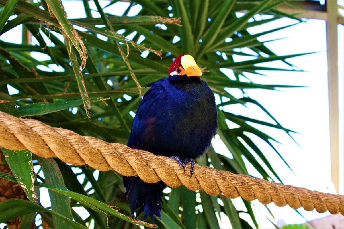 Colorful tropical bird with red head and yellow beak perched on rope among green palm fronds at Kuala Lumpur Bird Park