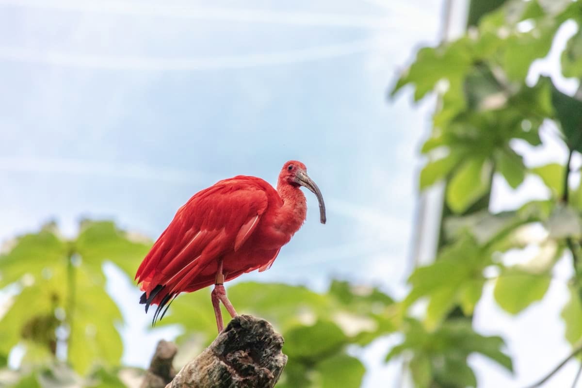 Scarlet ibis perched on a branch with green foliage in the background at Kuala Lumpur Bird Park
