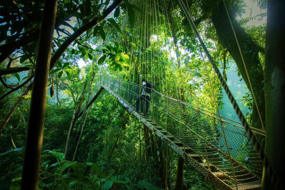 Visitor on suspended canopy walkway among dense rainforest vegetation and hanging vines in Taman Negara jungle