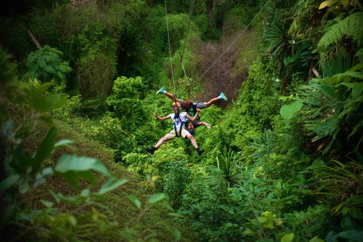 Tree Bridge Zipline Person ziplining through dense green rainforest canopy on Tree Bridge Zipline adventure tour