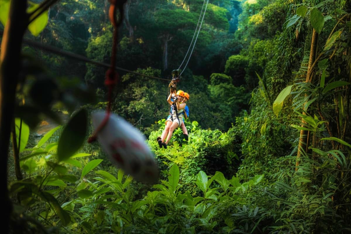 Tree Bridge Zipline Person ziplining through dense tropical forest canopy on a cable adventure tour