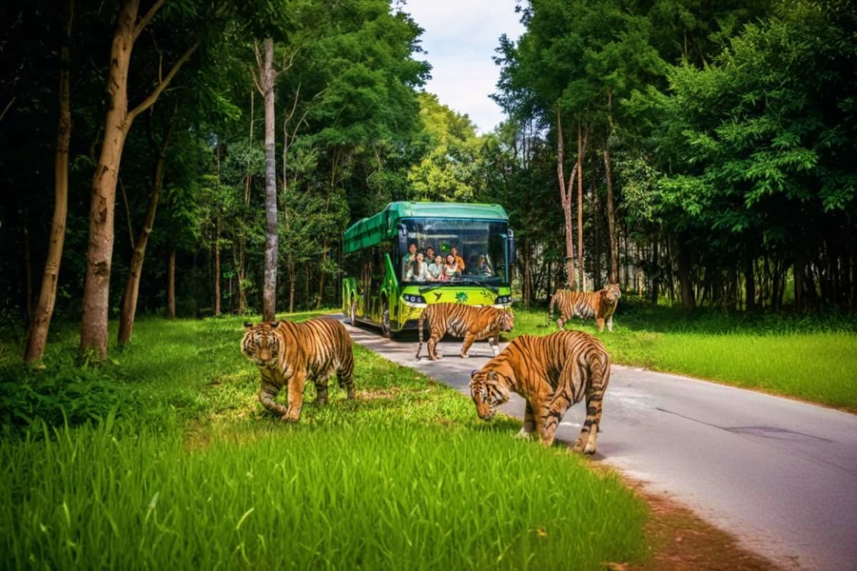 Tigers crossing road in front of safari bus with tourists at Vinpearl Safari wildlife park