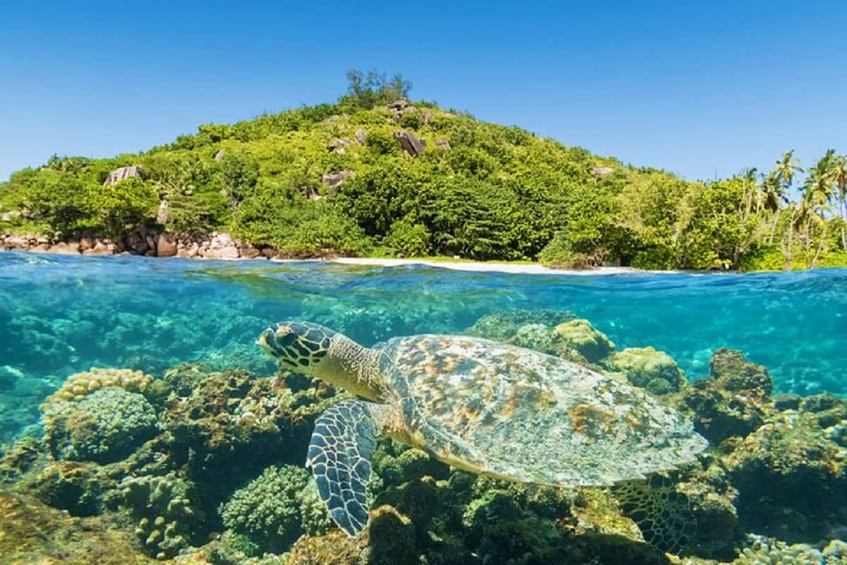 Sea turtle swimming near coral reef with tropical island and lush vegetation in background, Seychelles