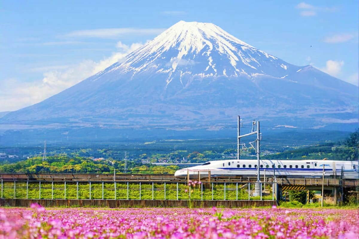 Snow-capped Mount Fuji with bullet train passing through pink flower field in foreground, Japan