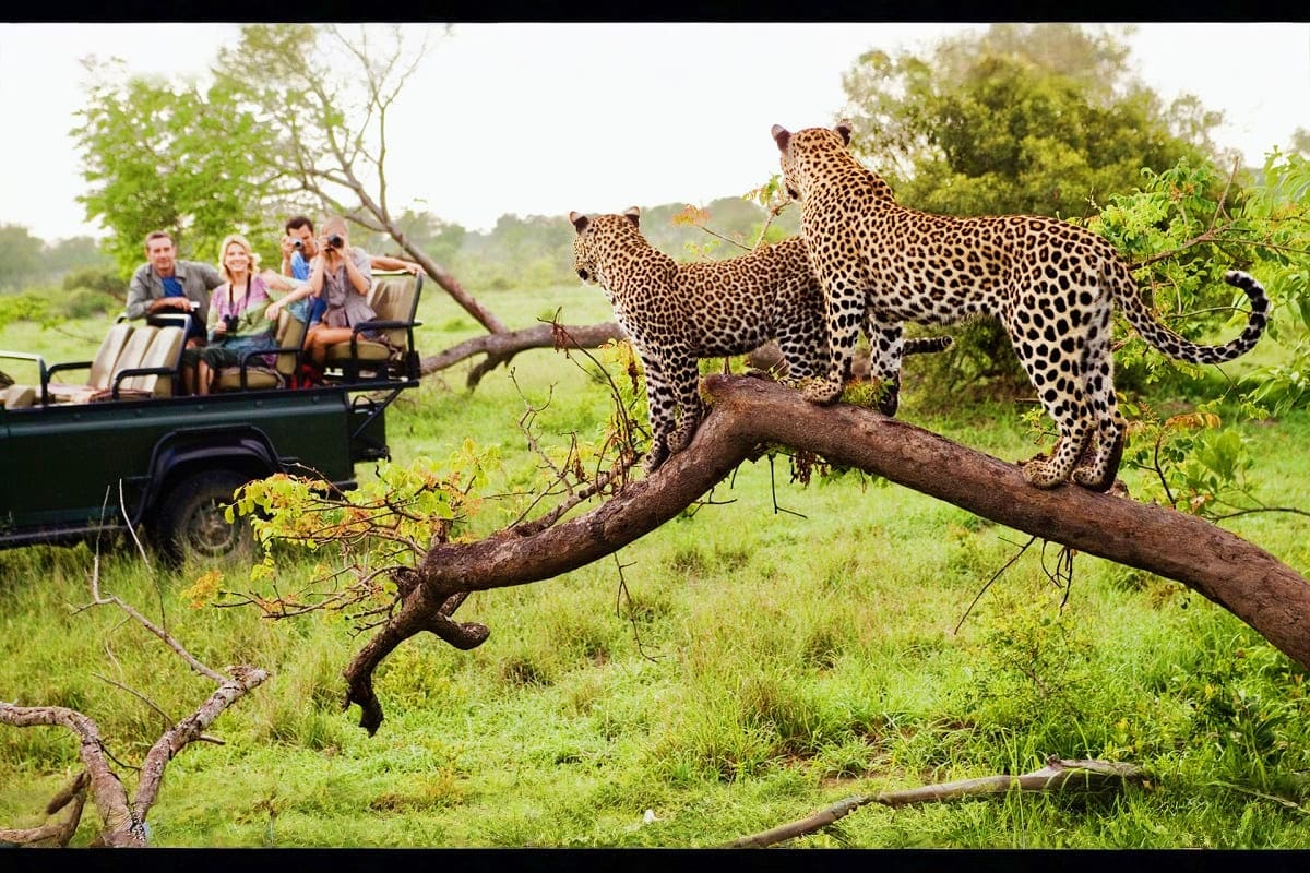 Safari tour group observing two leopards on fallen tree branch in South African wildlife reserve from open-air vehicle