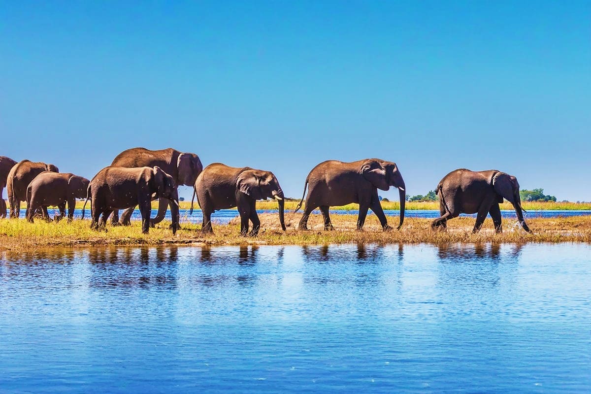Herd of African elephants walking along the riverbank in the Okavango Delta, Botswana, with clear blue water and golden grass