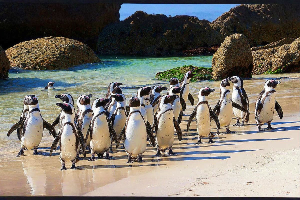 Colony of African penguins standing on sandy beach with turquoise water and large boulders in background