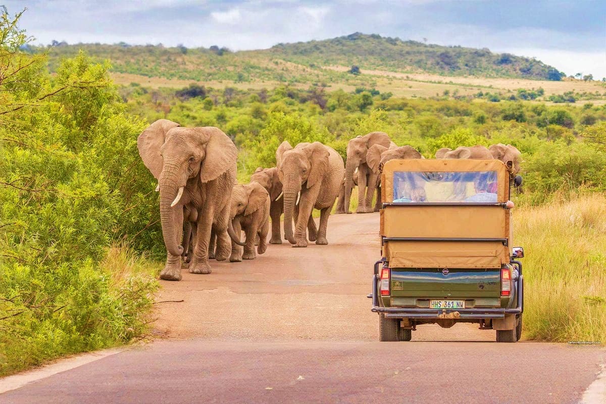 Herd of African elephants walking across a dirt road toward a safari vehicle in South African savanna landscape