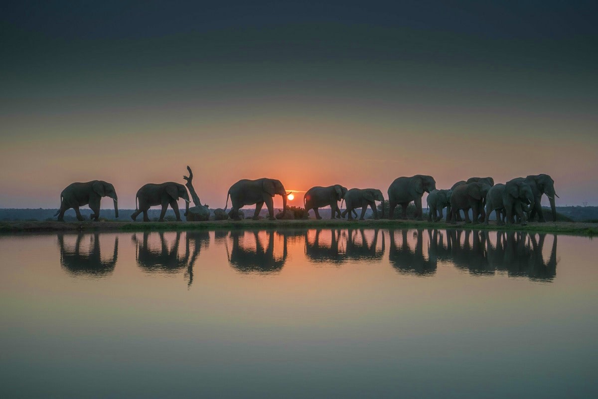 Herd of African elephants walking along water's edge at sunset with reflections in calm water