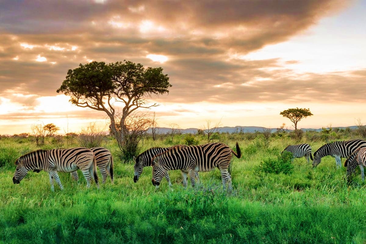Zebra herd grazing in African savanna grassland with acacia trees at sunset in South Africa