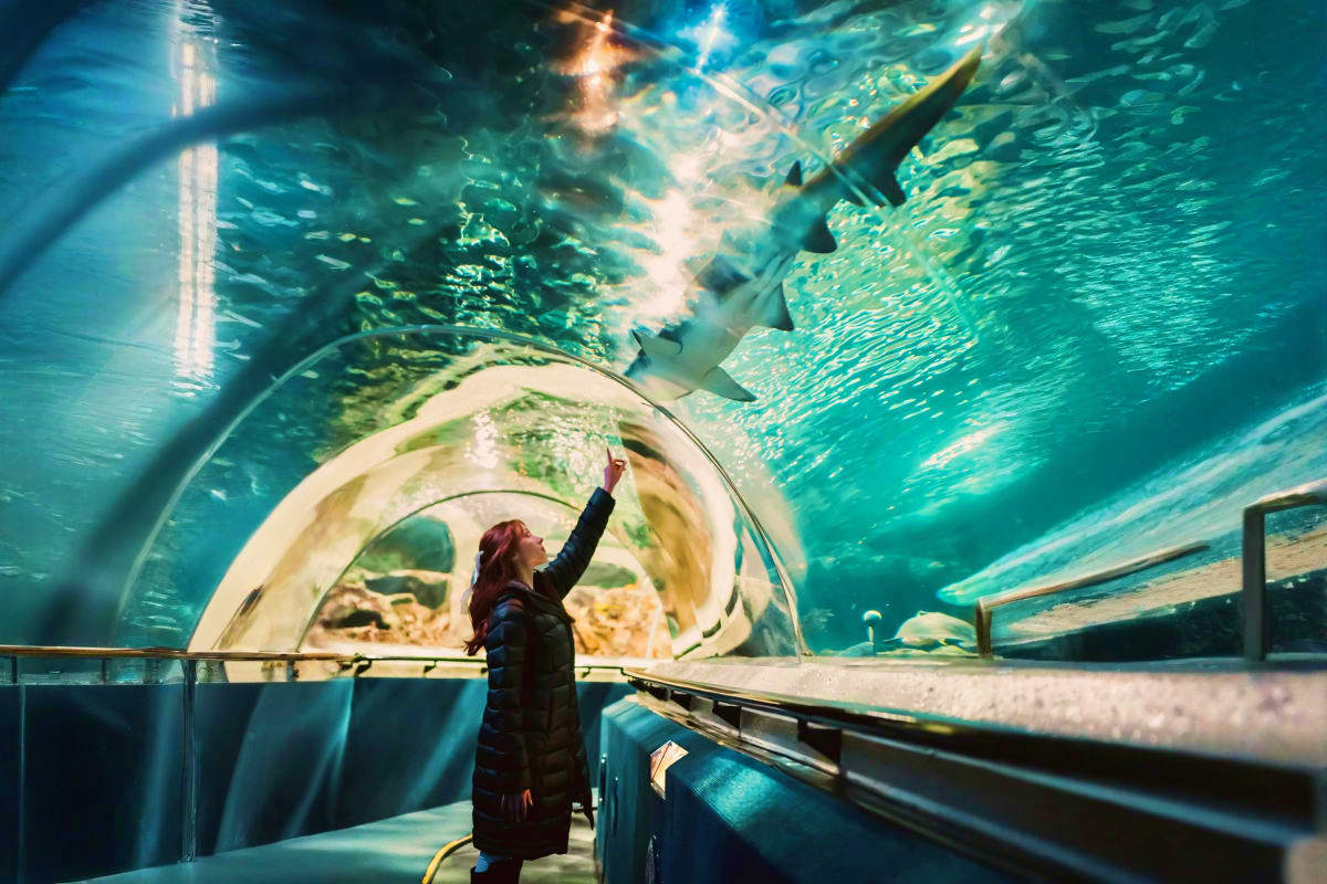 Woman pointing at sharks swimming through underwater tunnel at aquarium with turquoise water and natural light