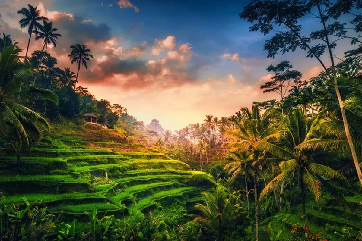 Terraced rice paddies and palm trees at sunset in Bali's lush tropical landscape