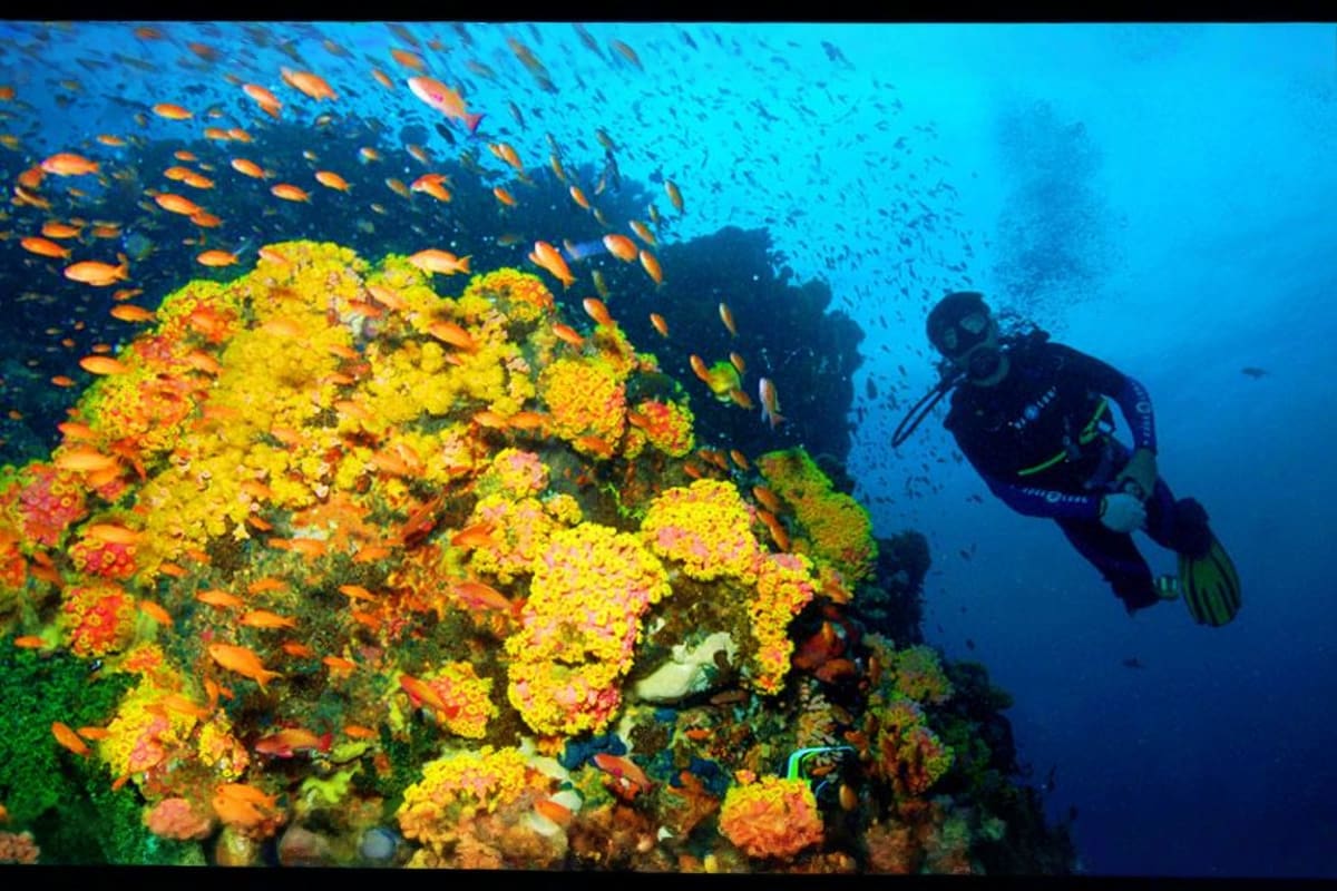 Puerto Galera Diving Tour Scuba diver exploring vibrant coral reef covered in yellow and orange soft corals with schooling fish in blue ocean water