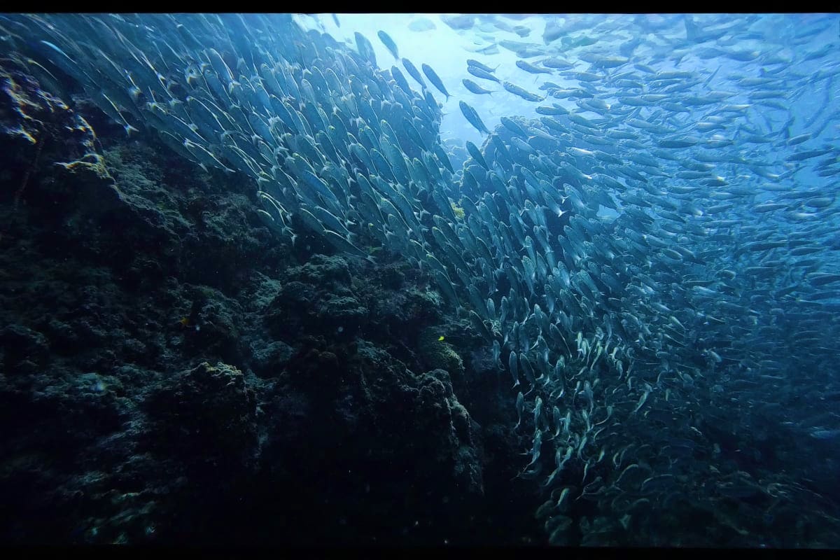 Beyond Manila Large school of silver fish swimming above rocky coral reef formation underwater in blue ocean water