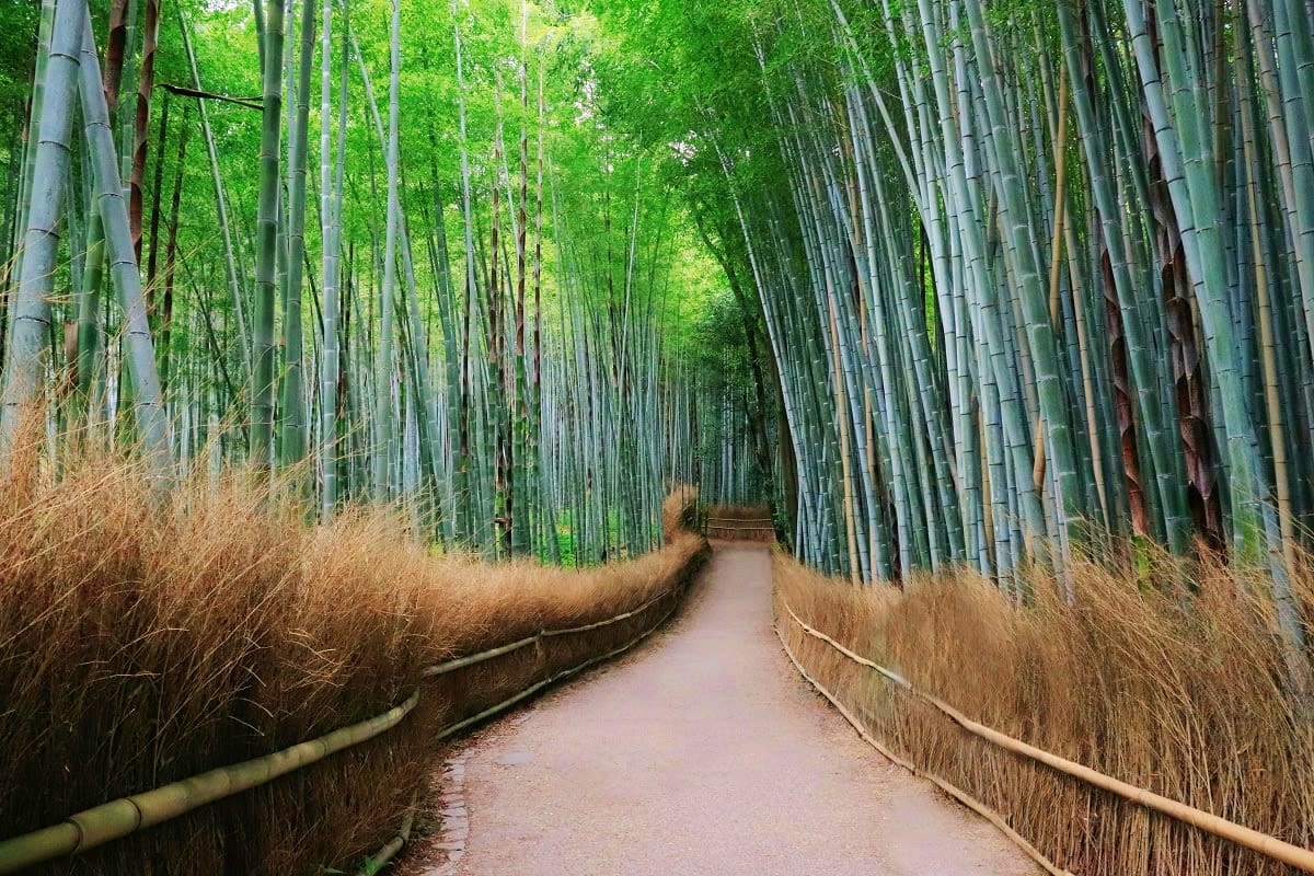 Straight pathway through tall green bamboo forest with dried grass along sides and wooden railings, Arashiyama bamboo grove i