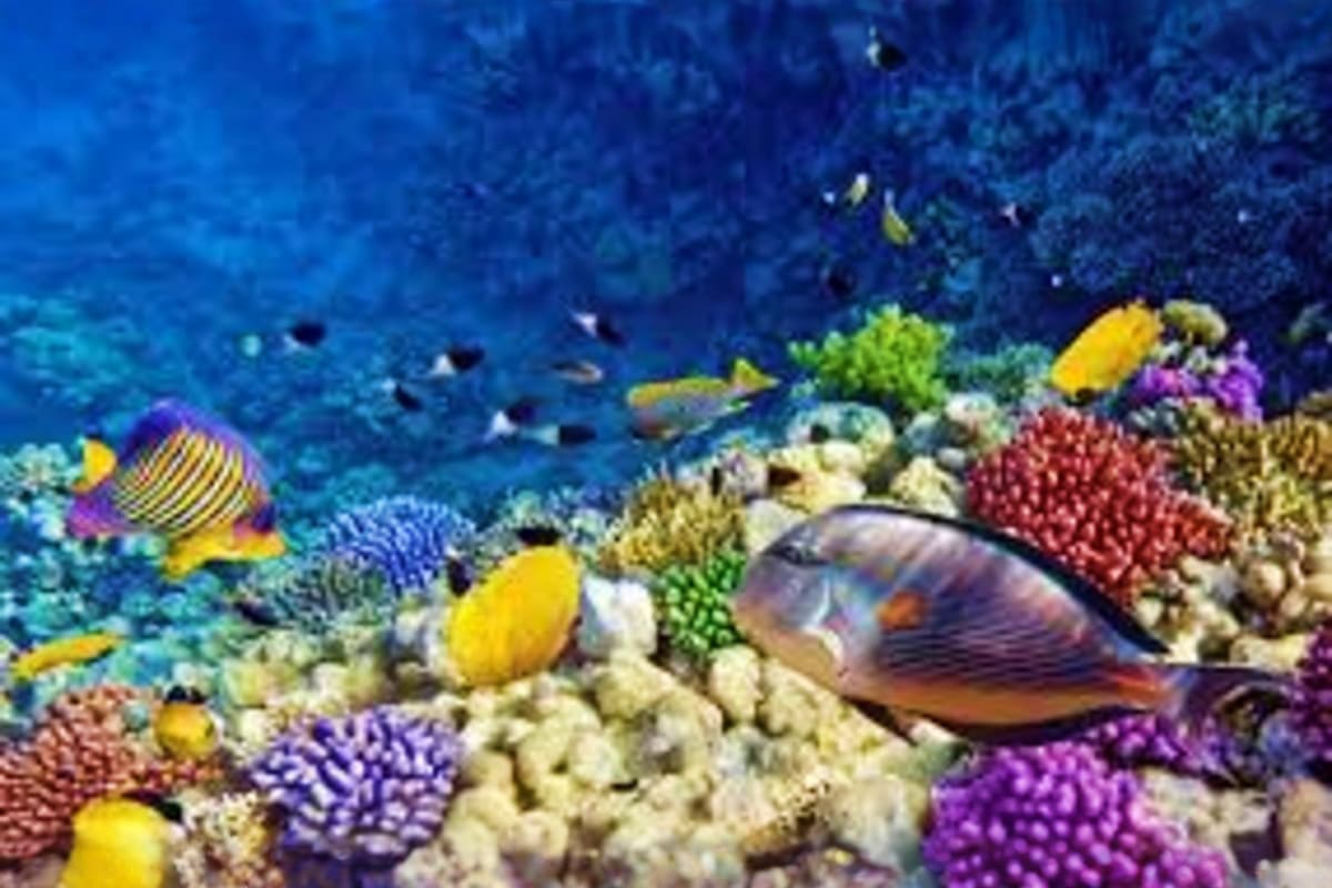 Colorful tropical fish and coral reef underwater scene in clear blue ocean waters