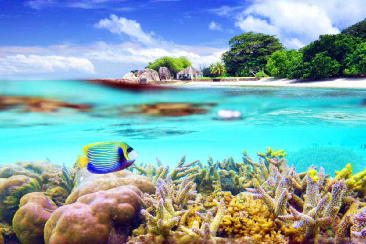Tropical beach in Seychelles with turquoise water, colorful striped fish, coral reef, white sand, and lush vegetation on isla