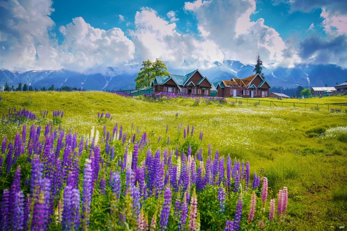 Wooden cottages with green roofs in blooming purple lupine flower field with snow-capped mountain range under blue sky