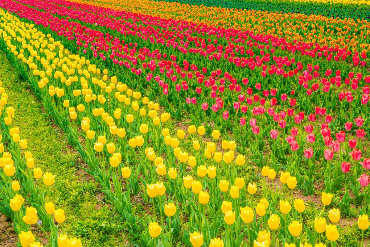 Colorful tulip field with yellow, pink, red, and orange flowers in organized rows with green stems and foliage