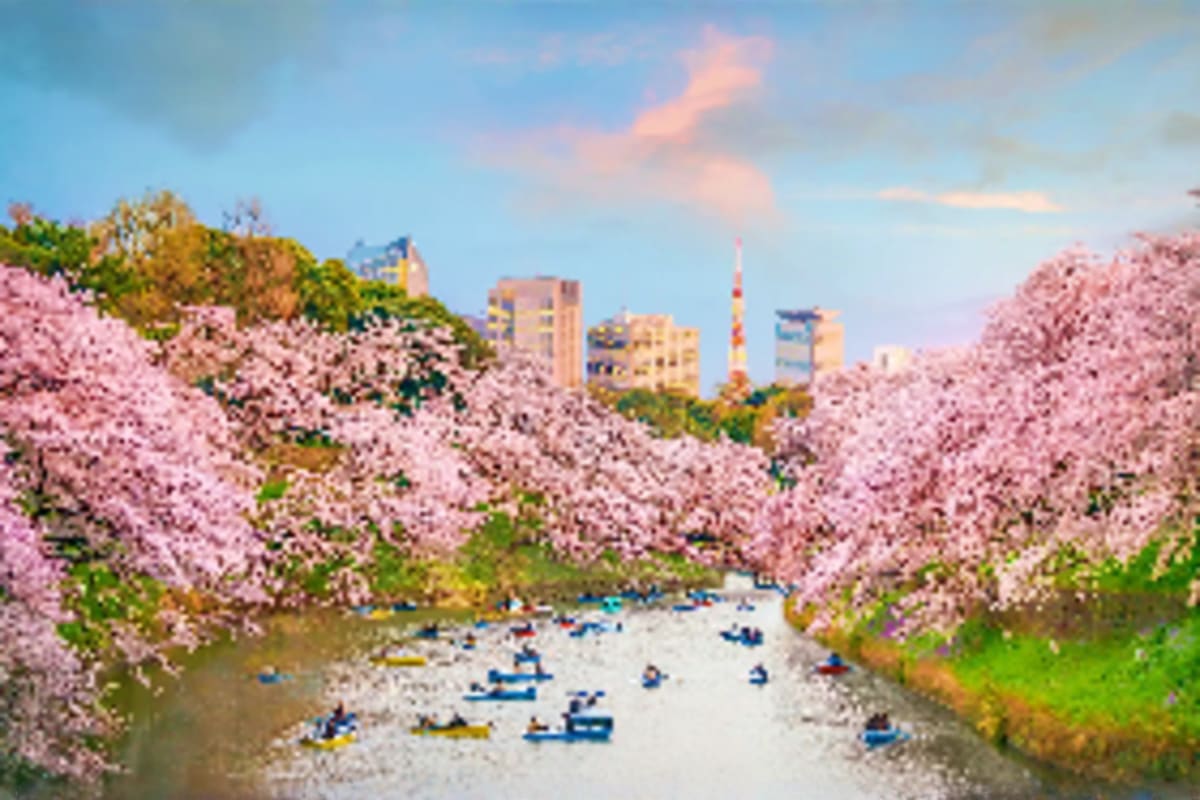 Cherry blossom trees in full bloom lining a river with boats, Tokyo Tower visible in the background cityscape