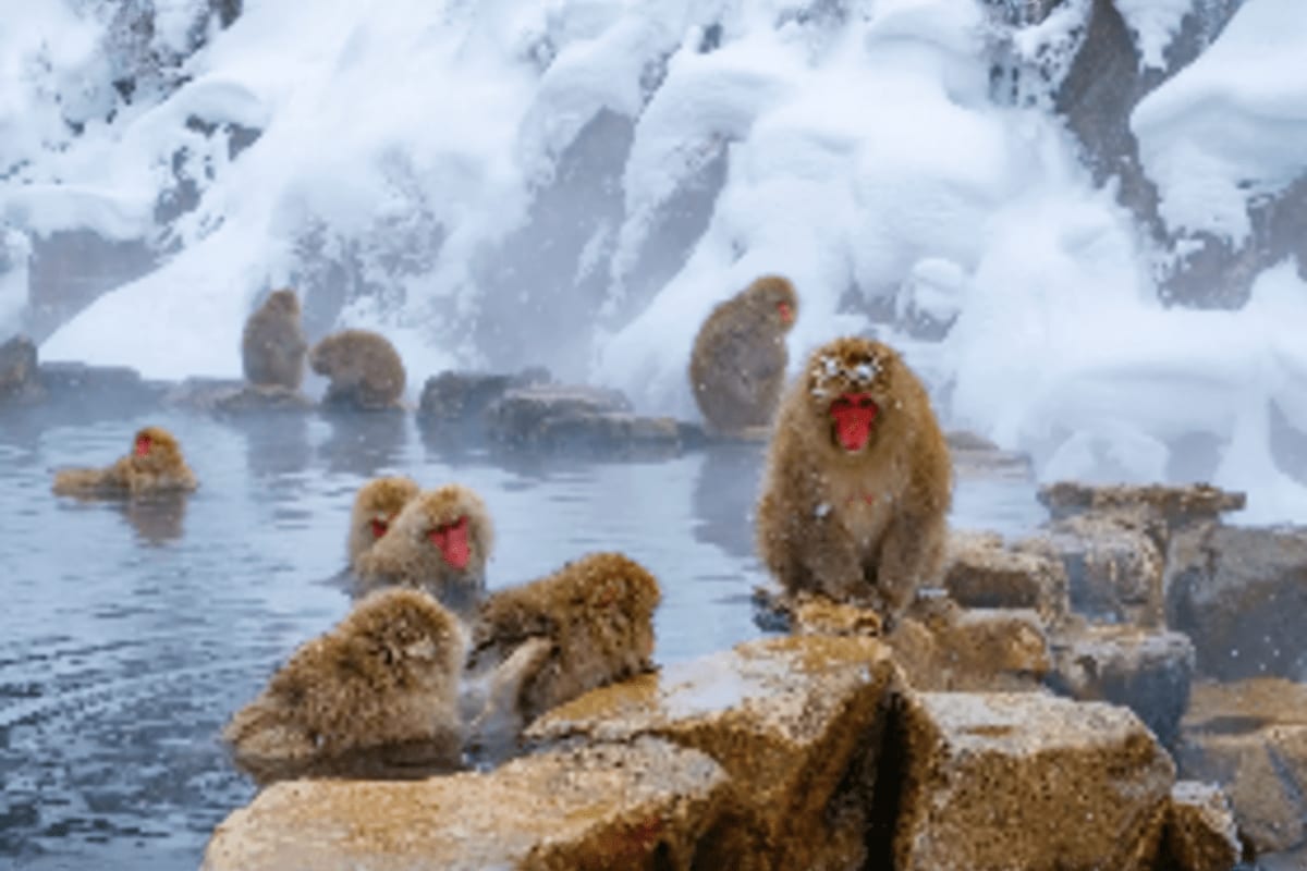 Japanese snow monkeys bathing in hot spring with snow-covered mountains and rocks in background