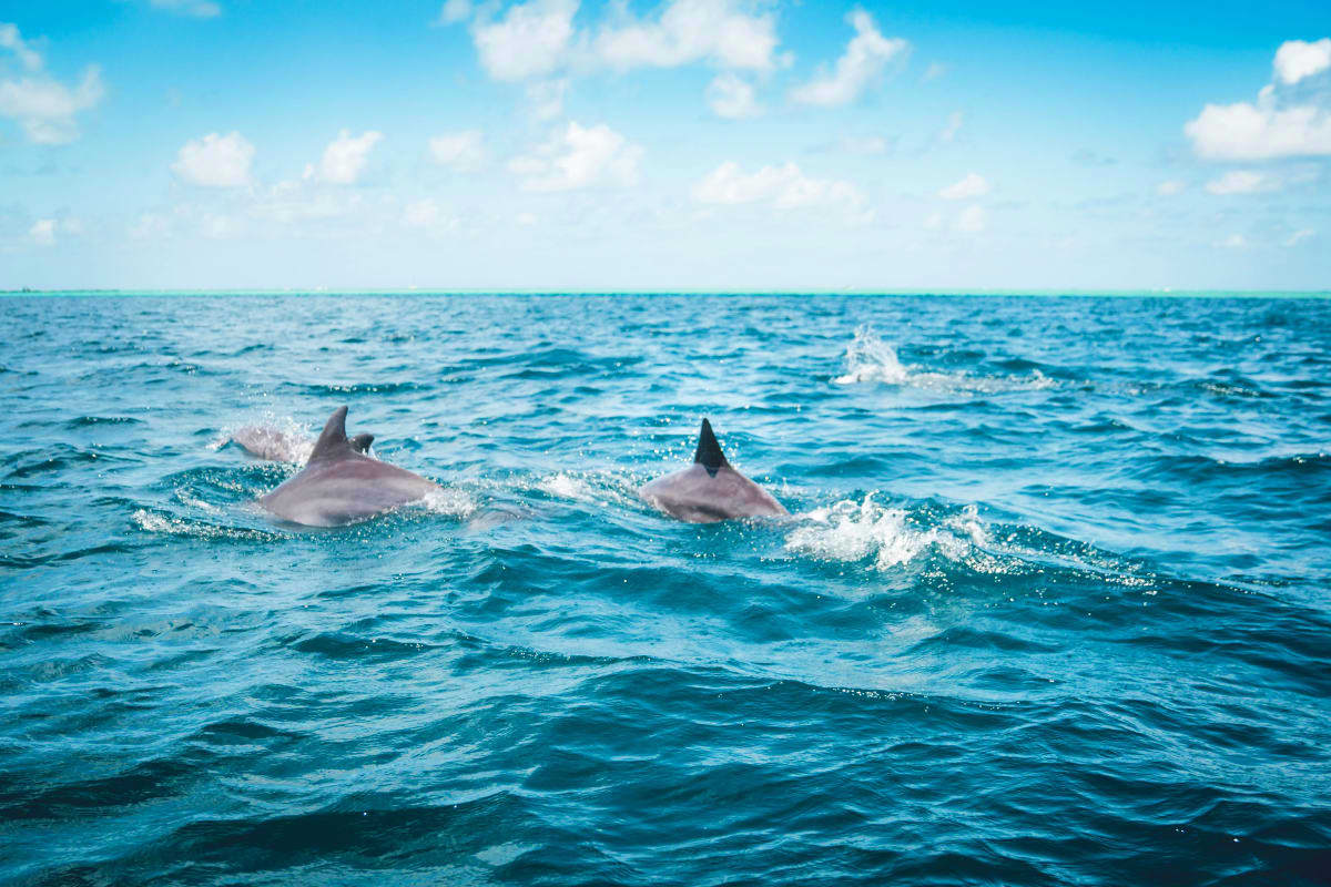 Two dolphins swimming in turquoise ocean waters off the coast of Mauritius under a clear blue sky
