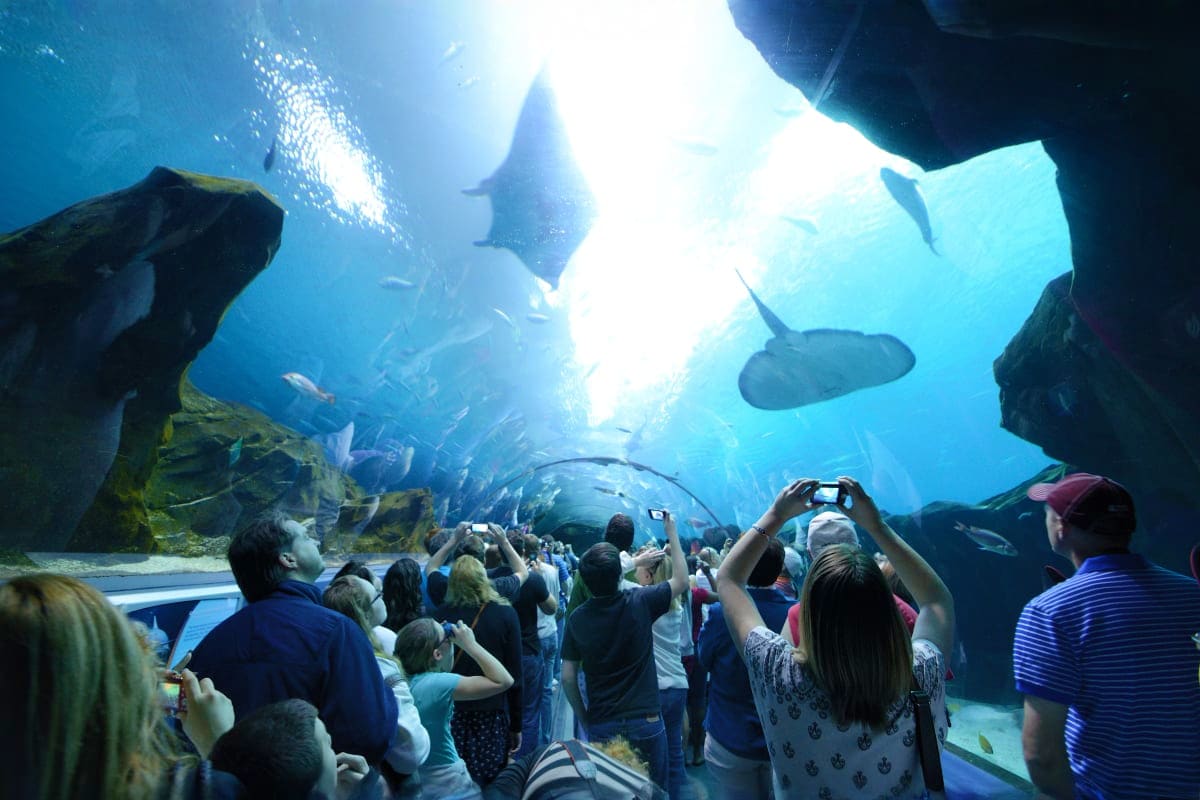 Abu Dhabi Stay And Play Luxury Package Visitors viewing manta rays and fish through underwater tunnel at aquarium with natural sunlight filtering down from above