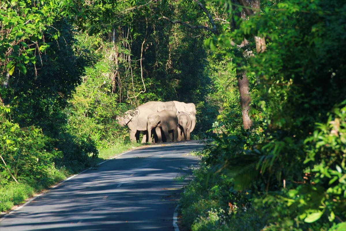 Elephant herd walking across a road lined with dense green forest vegetation in Kerala wildlife habitat