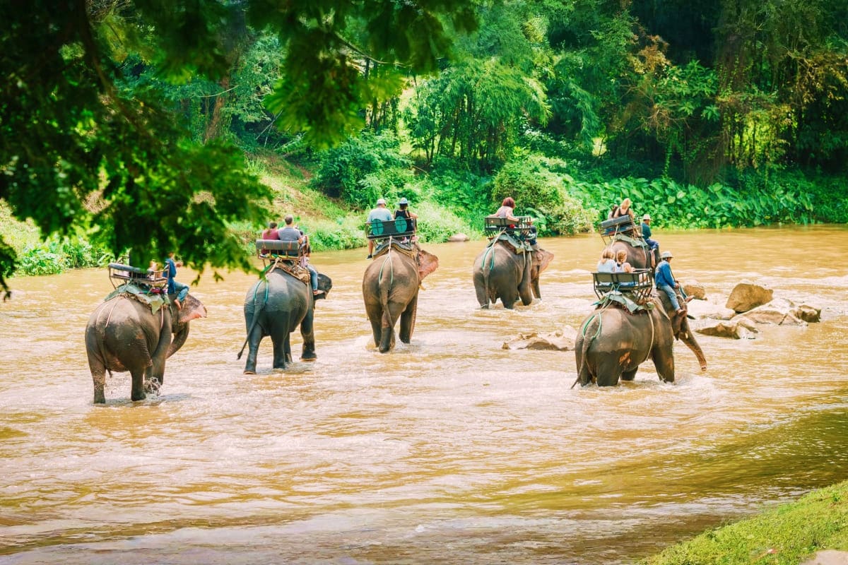 Elephant ride through river in lush green forest landscape with mahouts and tourists on elephants' backs wading through muddy