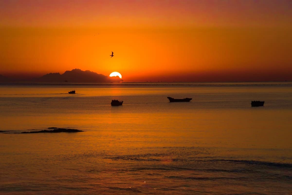 Mesmerizing Kerala Munnar to Kovalam Sunset over Arabian Sea with fishing boats silhouetted against orange sky and flying bird, Kovalam beach Kerala