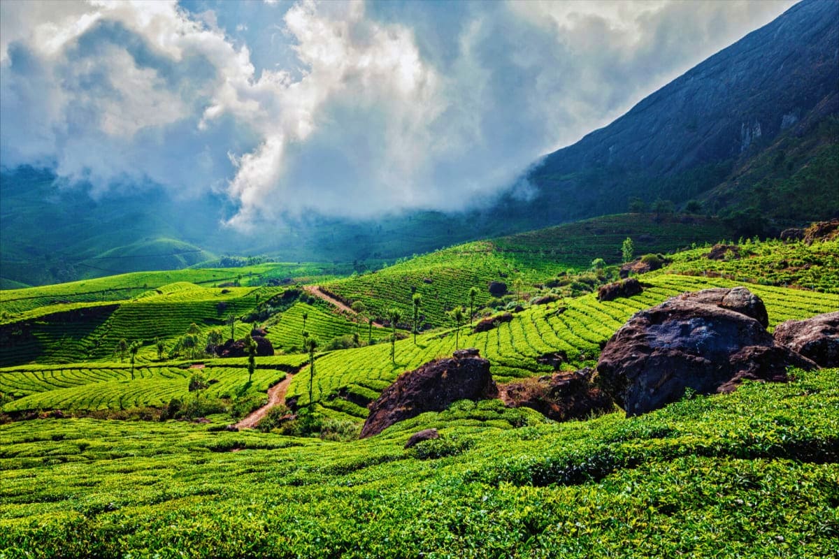 Lush green tea plantations rolling across mountainous valley in Kerala with rocky outcrops and monsoon clouds overhead