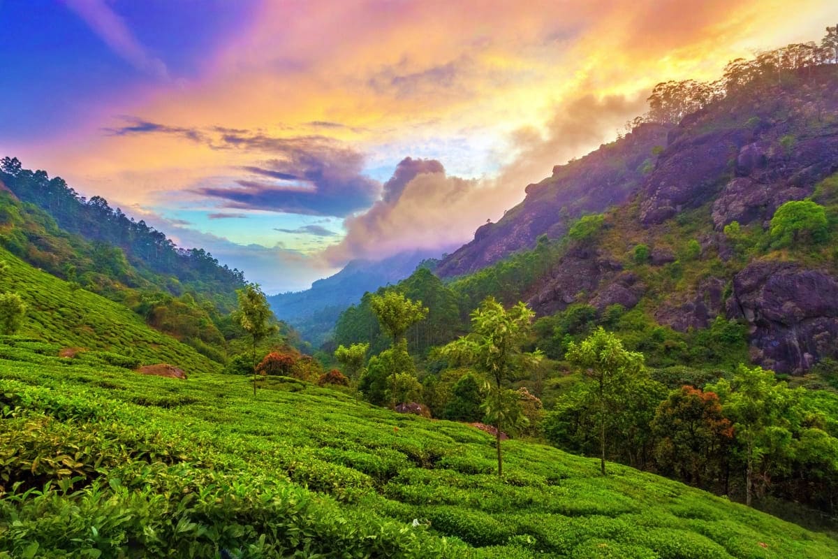 Lush green tea plantations in a valley surrounded by forested mountains under a golden sunset sky in Kerala