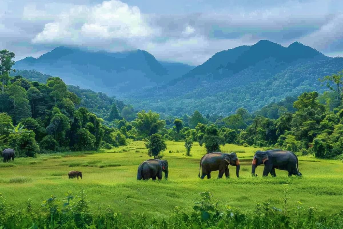 Herd of Asian elephants grazing in lush green valley with forested mountains and cloudy sky in Kerala