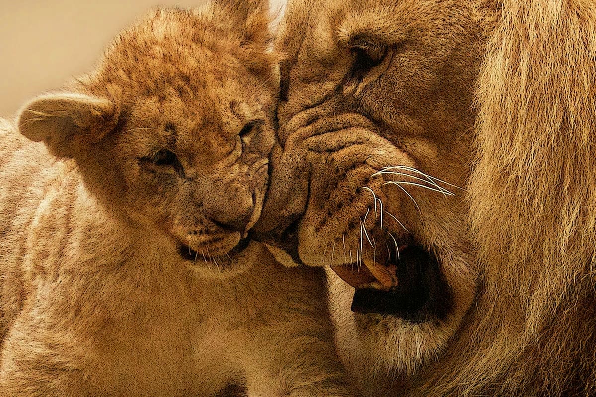 Young lion cub nuzzling adult lion's face in close-up portrait, showing affection and bonding behavior in natural wildlife se