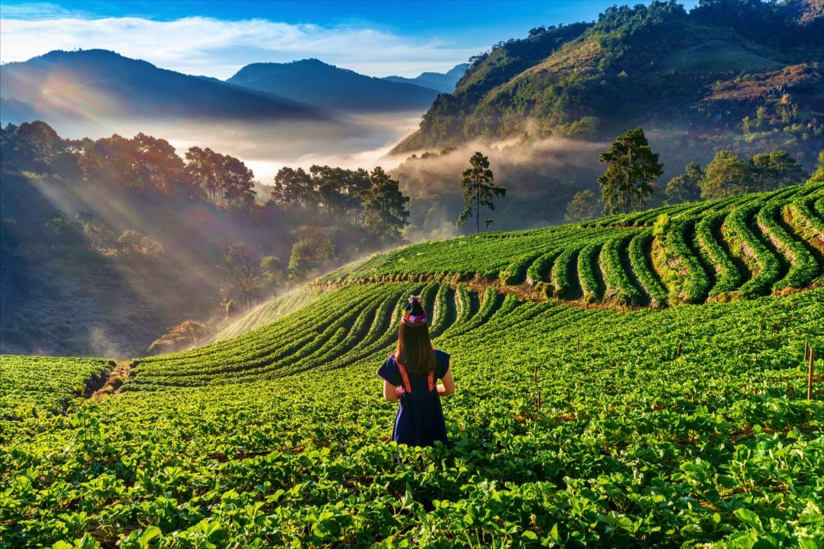 Mysore Coorg Ooty Scenic Family Tour Woman standing in lush green tea plantation terraces with misty mountains and forest in background at sunrise