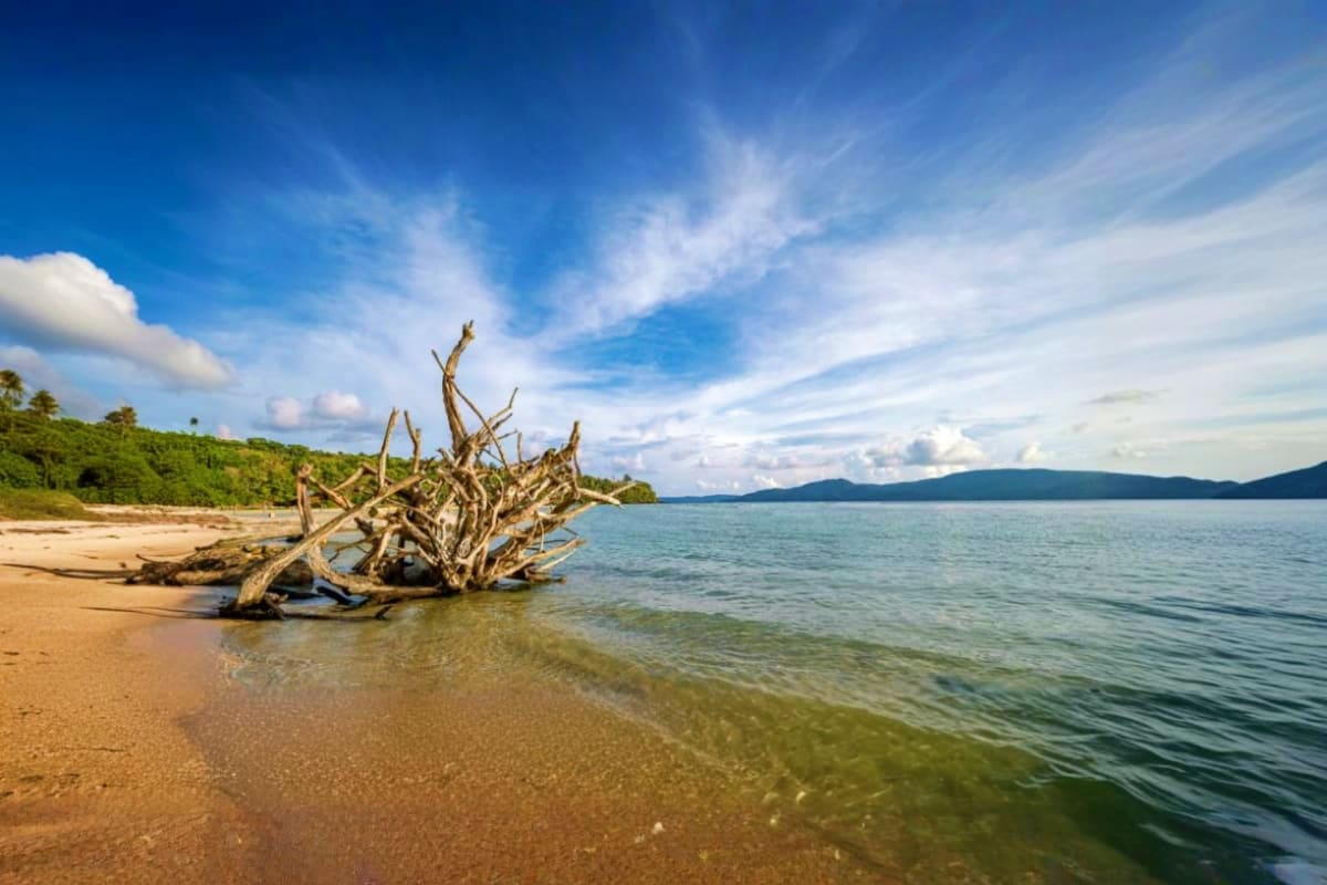 Driftwood on sandy beach with turquoise water and forested hills under blue sky in Andaman Islands