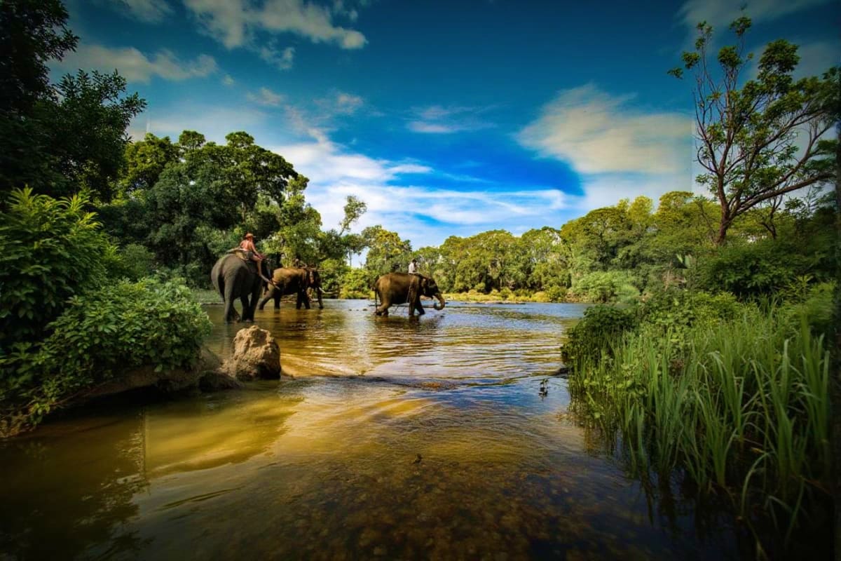 Elephants with mahouts bathing in a river surrounded by lush green vegetation and trees under blue sky